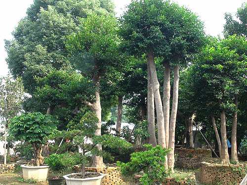 ��ľ����