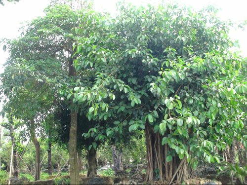 ��˲�Ʊ��ľ