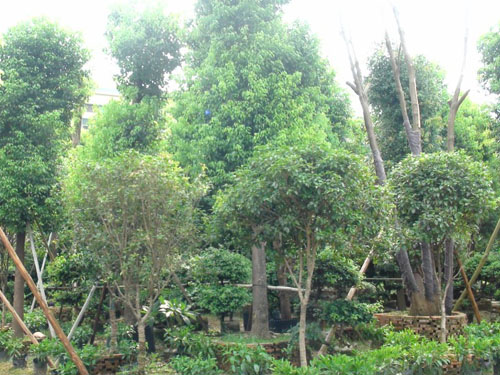 ��˲�Ʊ��ľ