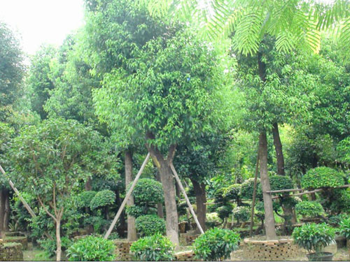 ��˲�Ʊ��ľ