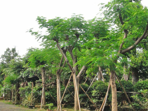 ��˲�Ʊ��ľ