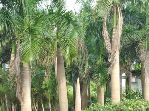 ��˲�Ʊ��ľ