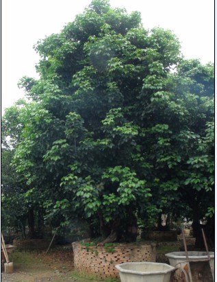 ��ľ����