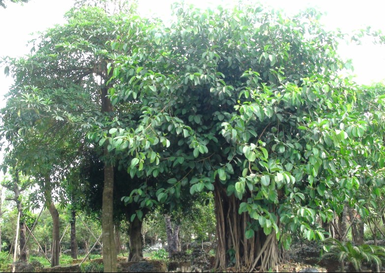 ��ľ����