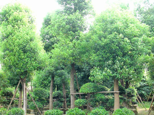 ��˲�Ʊ��ľ