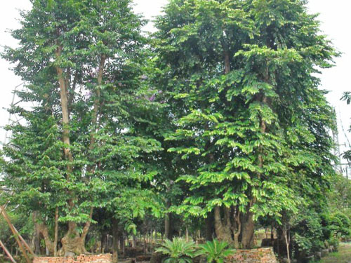 ��˲�Ʊ��ľ