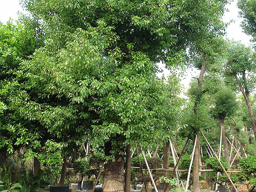 ��ľ����