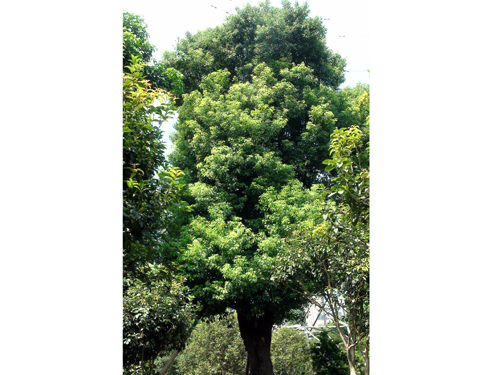 ��˲�Ʊ����