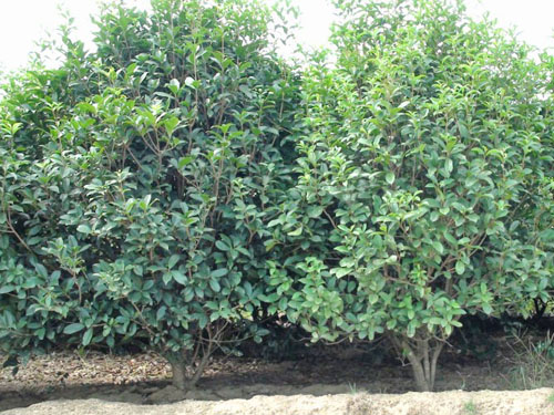 ��˲�Ʊ����