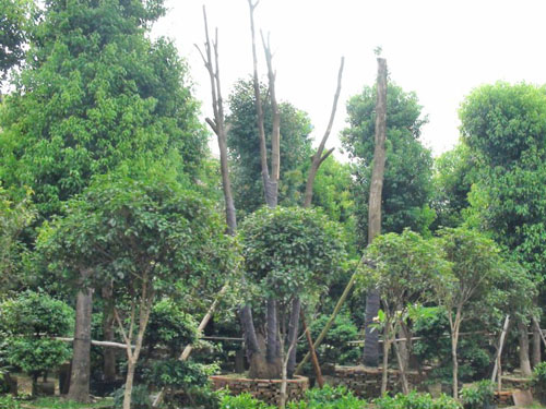 ��˲�Ʊ��ľ