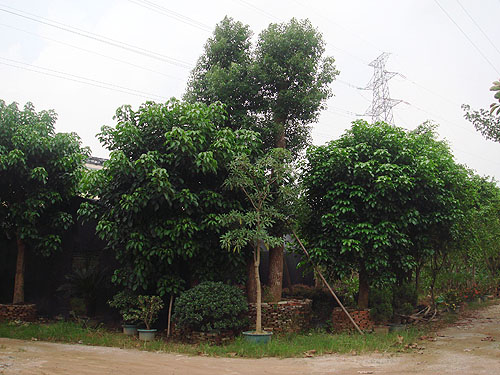 ��ľ����