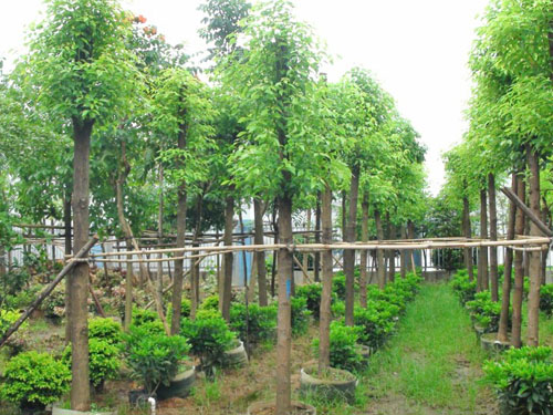 ��˲�Ʊ��ľ