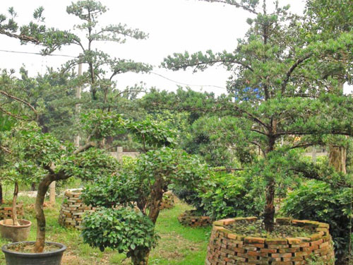 ��˲�Ʊ��ľ