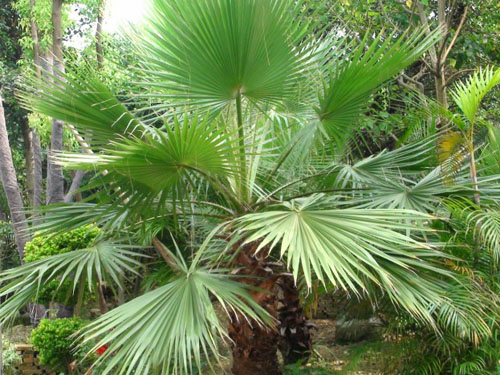 ��˲�Ʊ��ľ