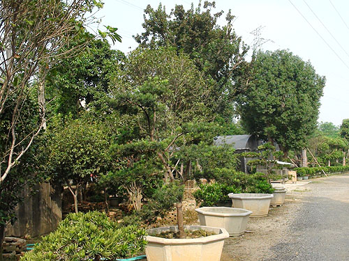 ��ľ����