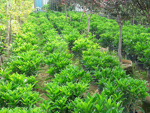 ��ľ����