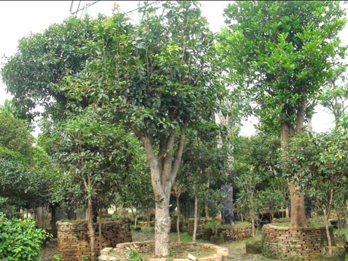 ��˲�Ʊ��ľ