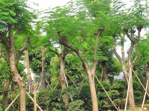 ��˲�Ʊ��ľ