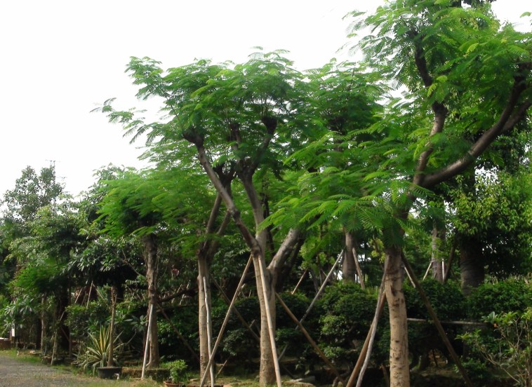 ��ľ����