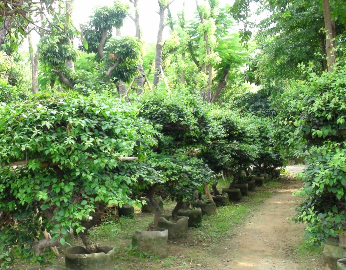 �����նž�