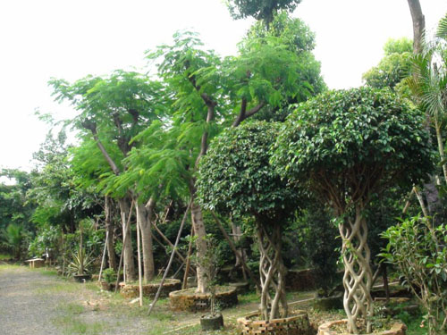 ��˲�Ʊ��ľ