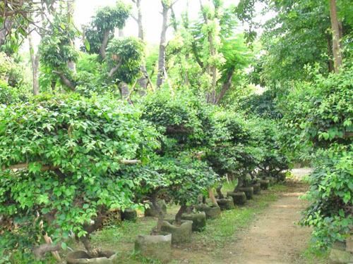 ��˲�Ʊ��ľ