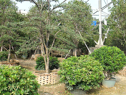 ��ľ����