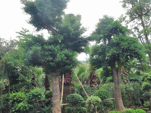 ��˲�Ʊ��ľ